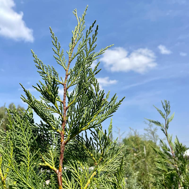 Leyland Cypress Tree