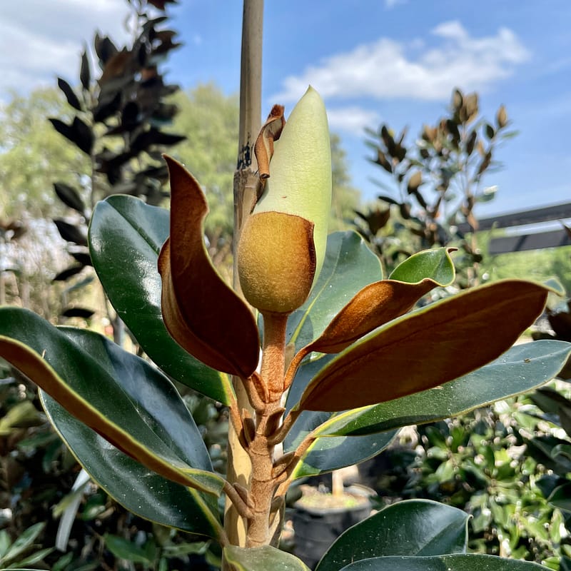 Magnolia Tree