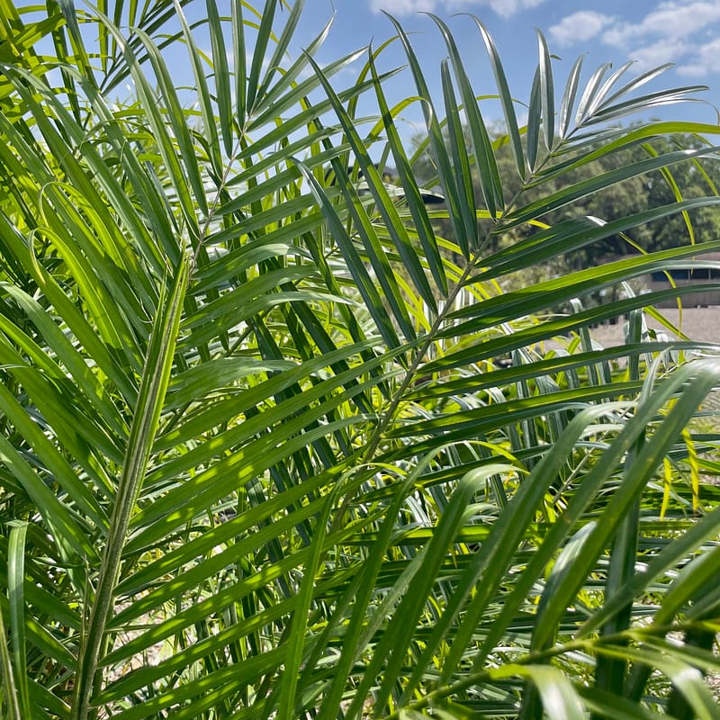 Pygmy Date Palm Tree