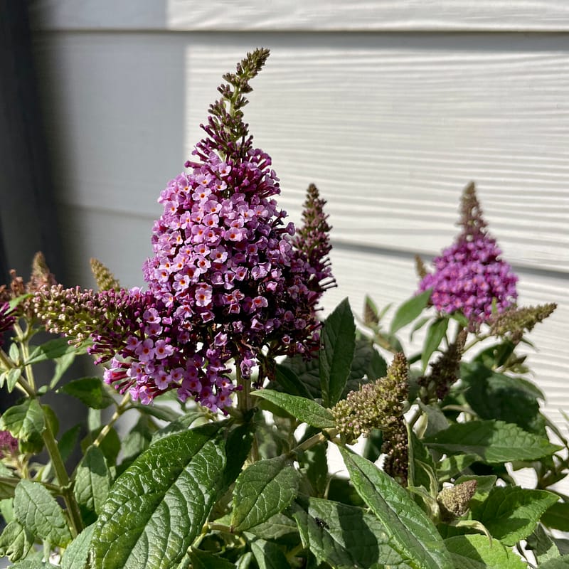 Buddleia, shrub