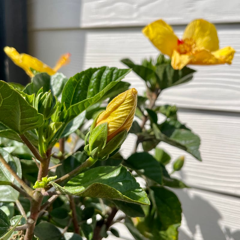 Hibiscus, shrub