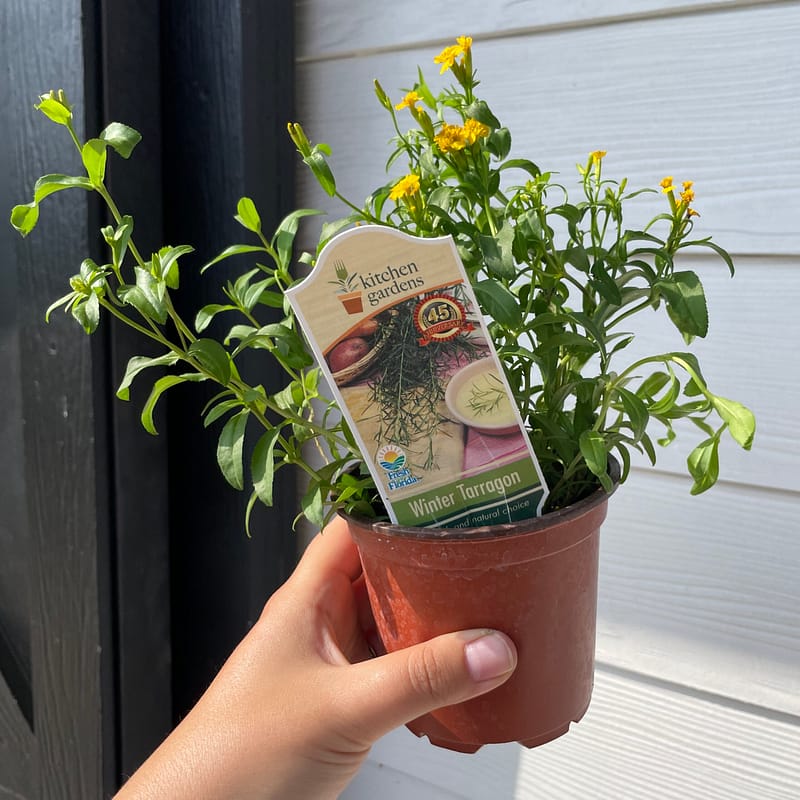 Winter Tarragon, herb plant