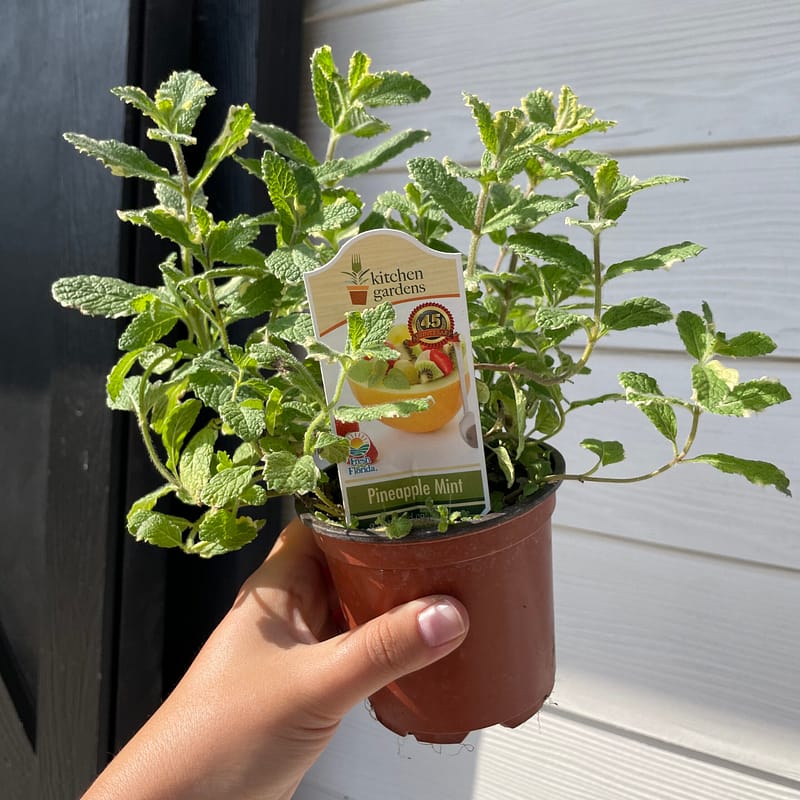 Pineapple Mint, herb plant