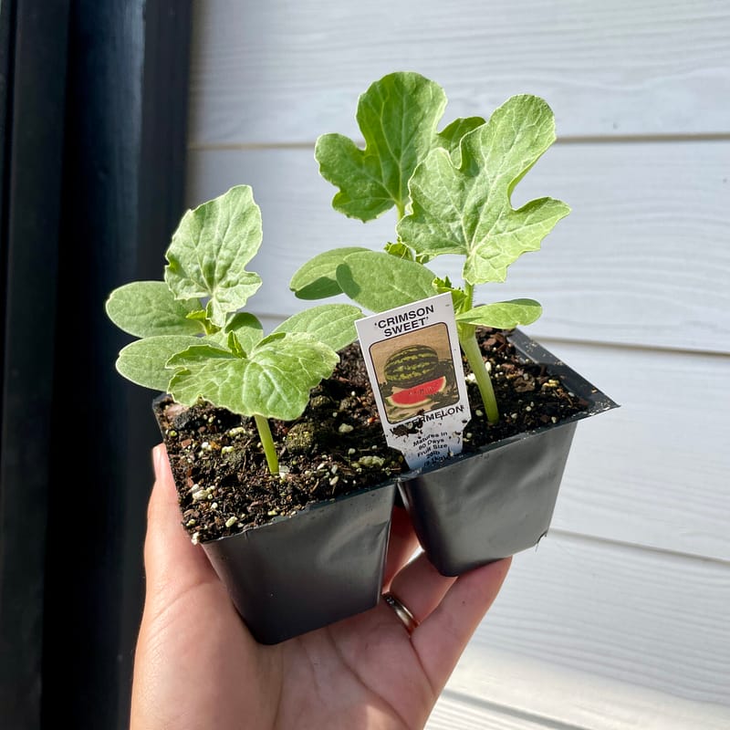 Watermelon, vegetable plant