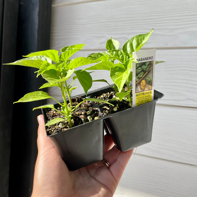 Habanero, hot pepper