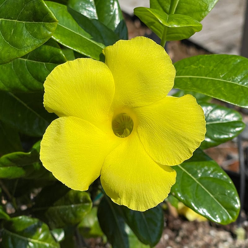 Yellow Mandevilla Vine