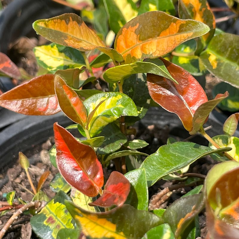 Summer Sunset Dwarf Jasmine, groundcover
