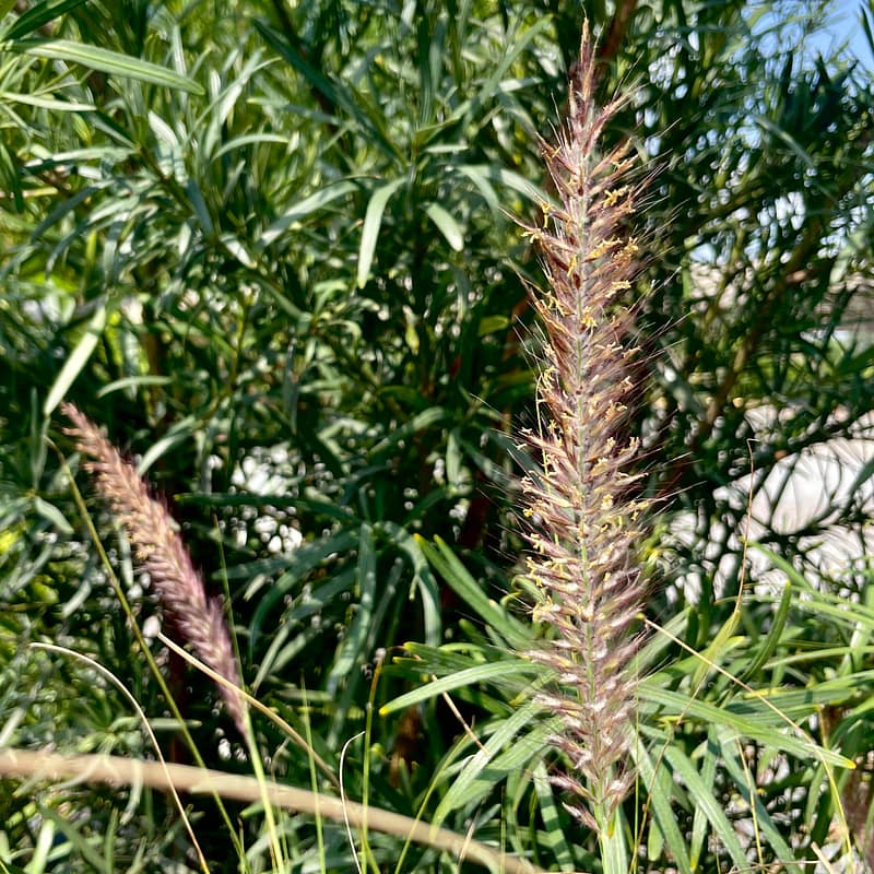 White Fountain Grass