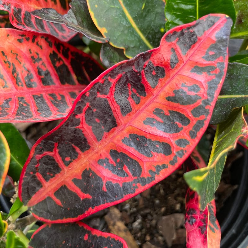 Petra Croton, tropical plant, bush