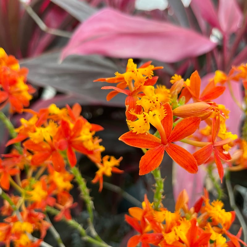 Orange Reed Orchid, tropical plant