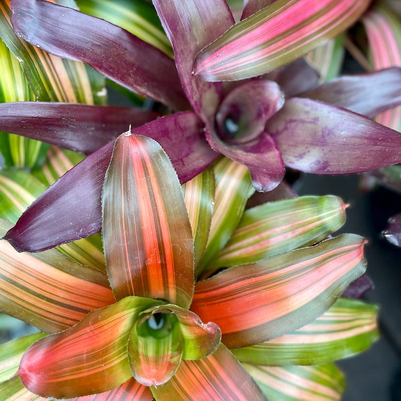 Bromeliads, tropical plant