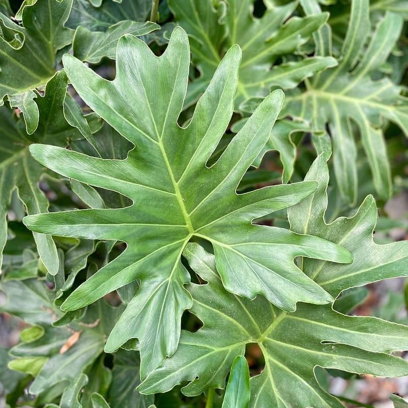 Philodendron, tropical plant
