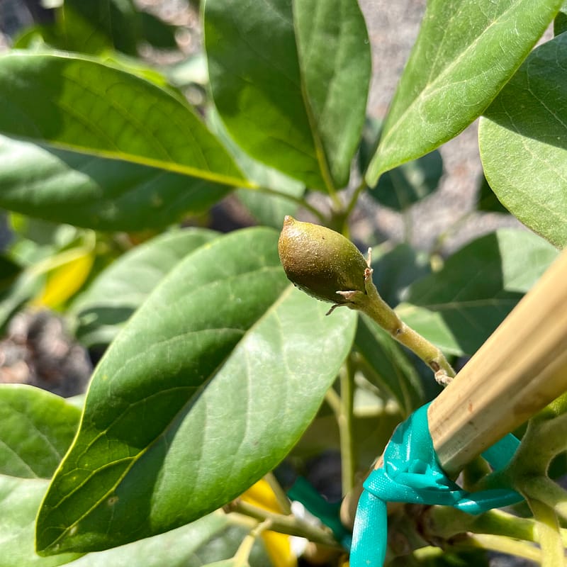 Mexicola Grande Avocado Tree