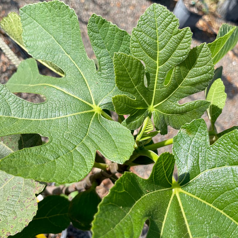 Ischia Fig Tree