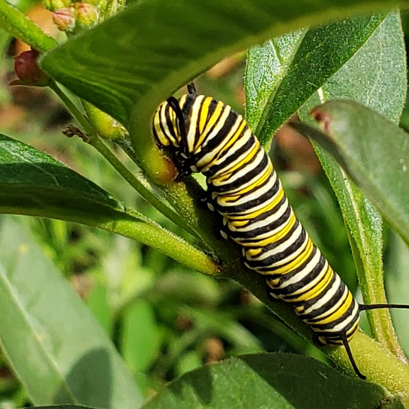 Monarch Caterpillar