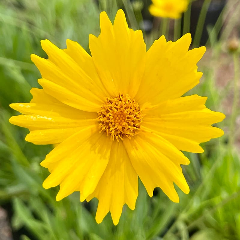 Lanceleaf Tickseed, Florida native plant