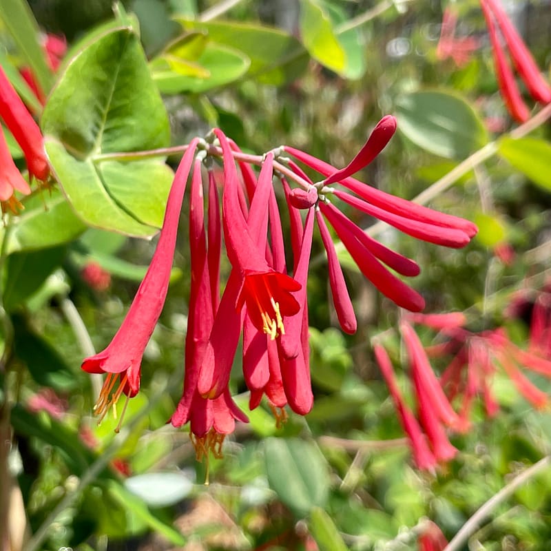 Coral Honeysuckle, Florida native plant