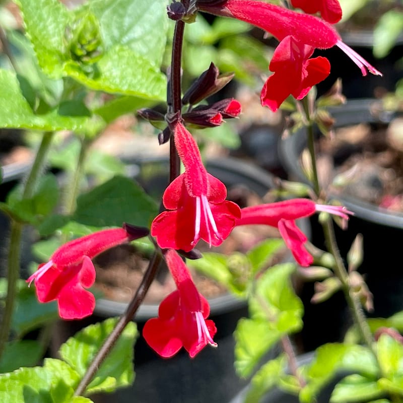 Red Tropical Sage, Florida native plant