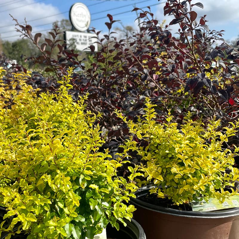 Sunshine Ligustrum and Loropetalum Shrubs