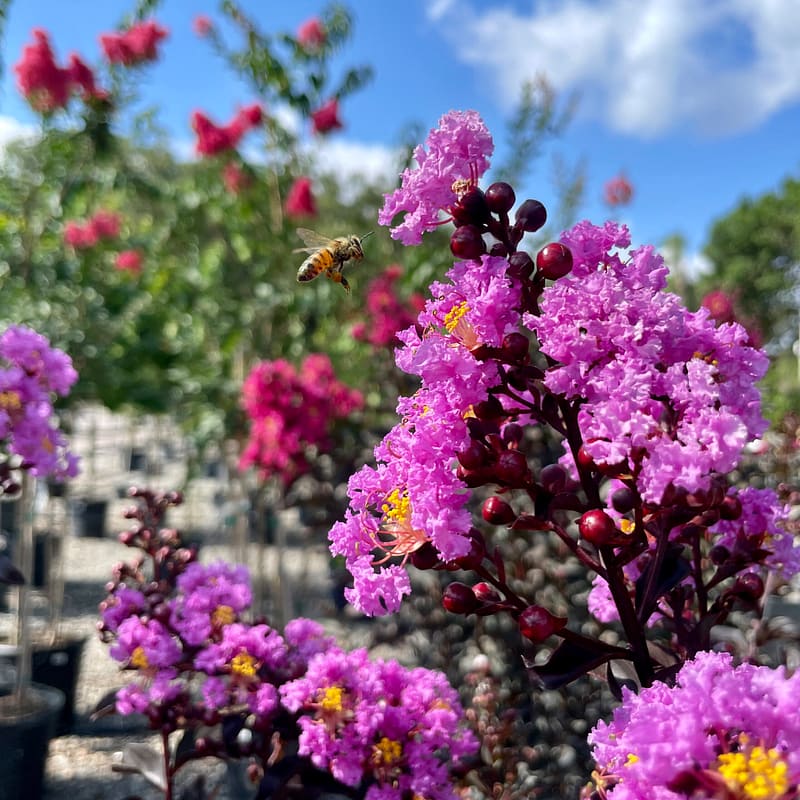 Crape Myrtle Blooms with Bee Flying