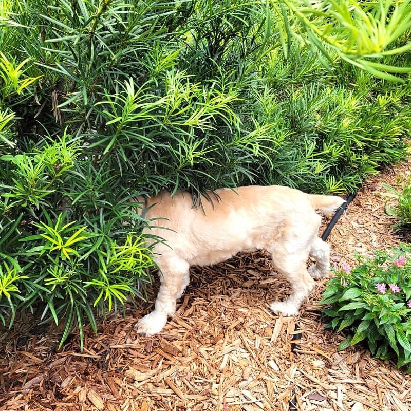 Pearl the Dog Hiding Her Head in a Shrub