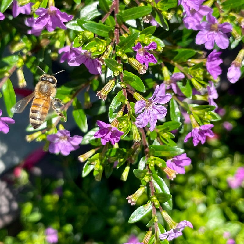 Bee with Lavender Mexican Heather
