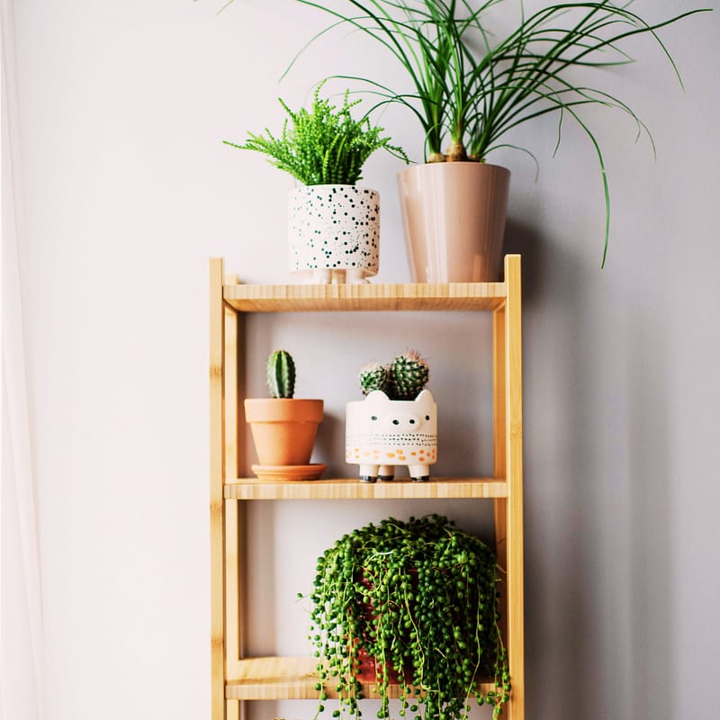 Plants on Shelving