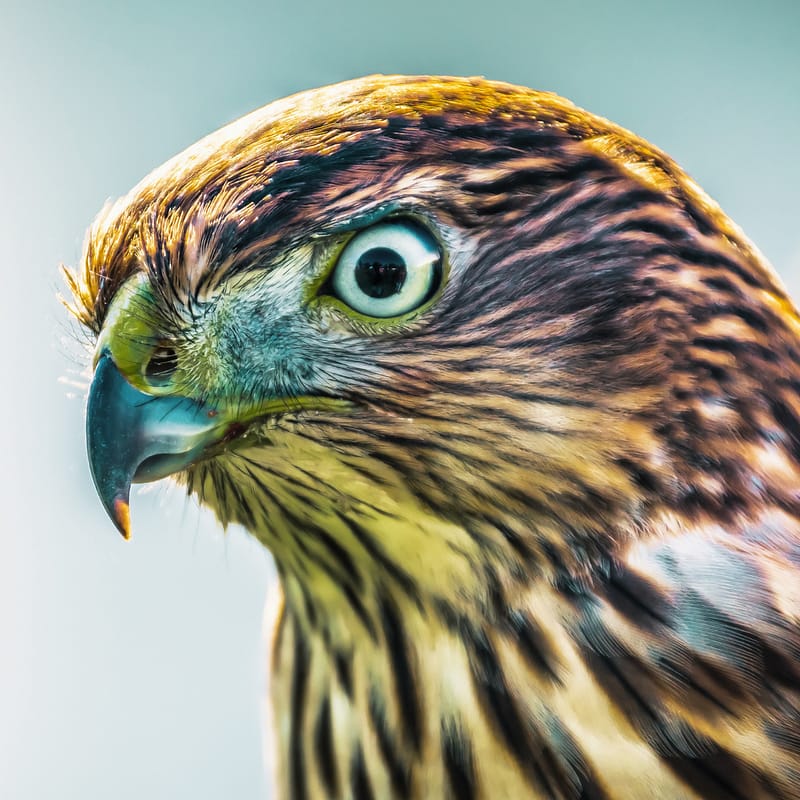 Head of a Hawk