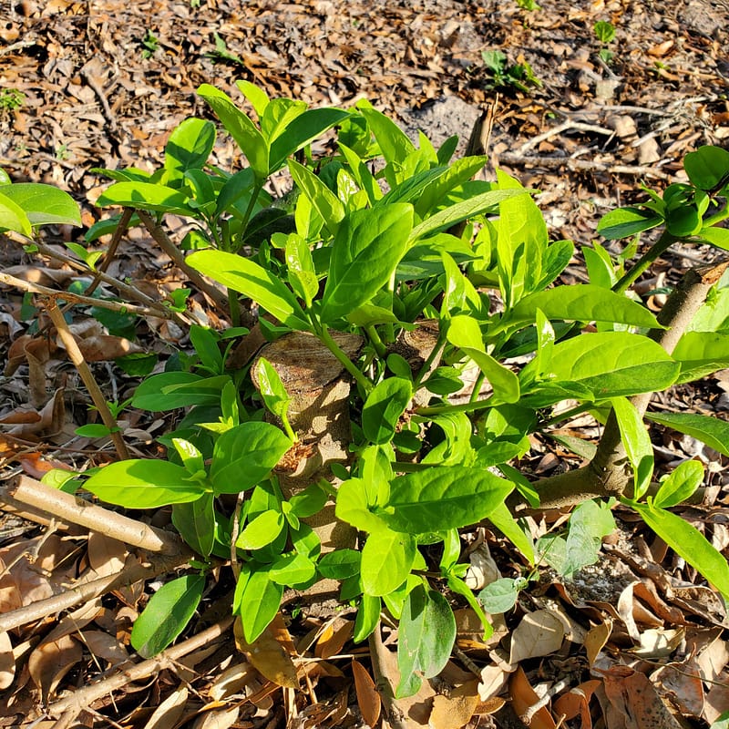 Viburnum Cut Down to the Ground, Growing Back