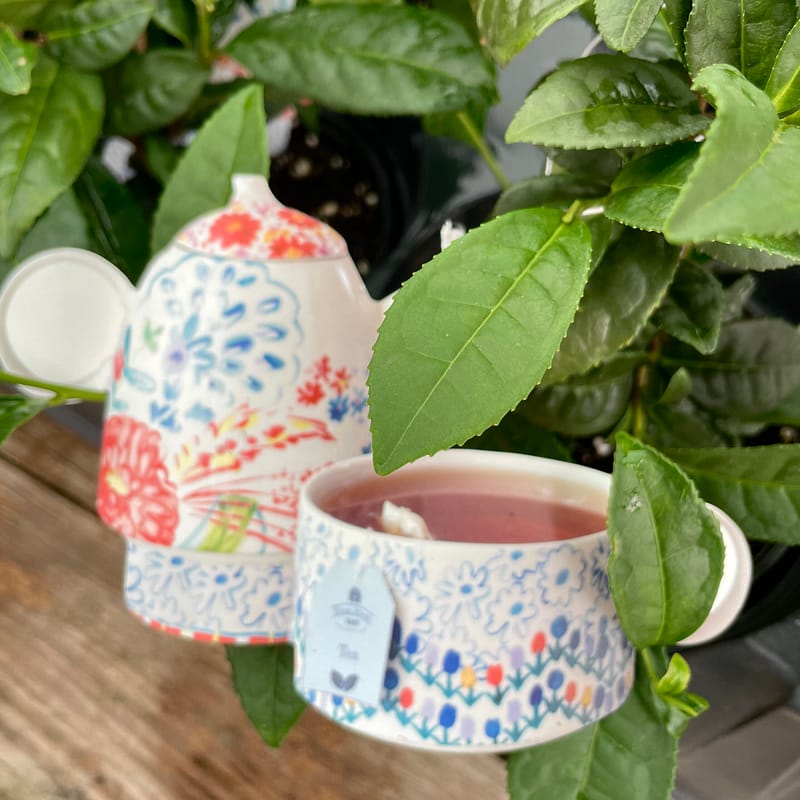 Tea Plant with Tag Showing Teacup and Teapot