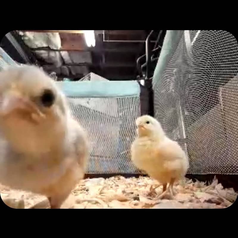 Chickens on Phone
