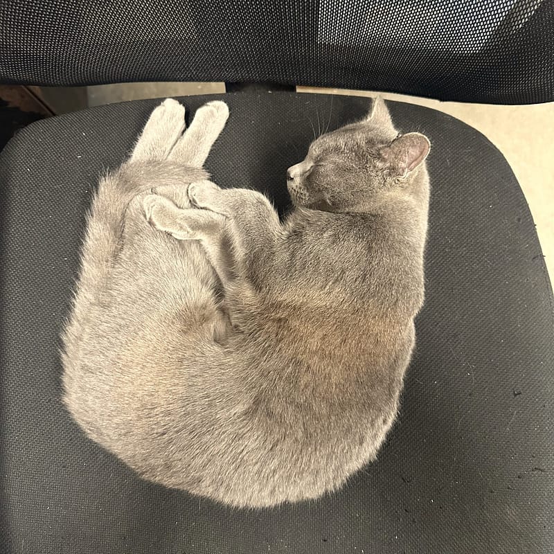 Pepper the Kitten Sleeping on an Office Chair