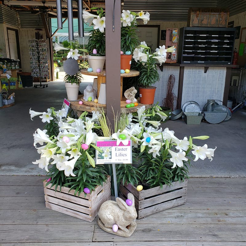 Easter Lilies, Easter Eggs, a Rabbit Statue for Easter
