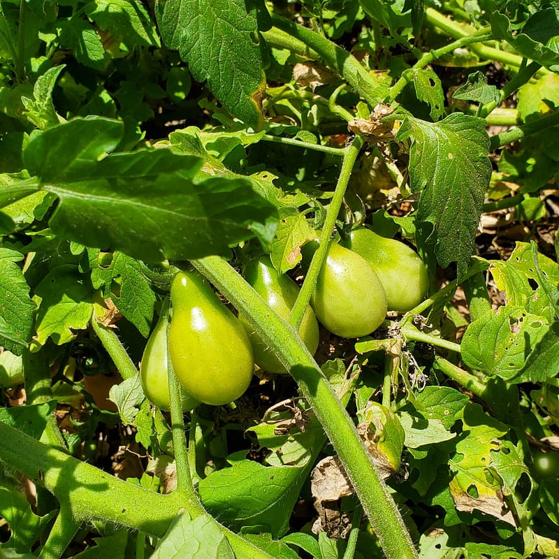 Green Tomatoes on a Tomato Plant