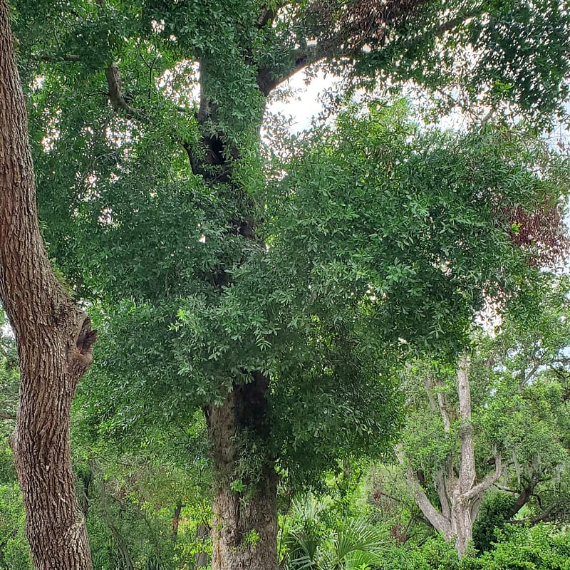 Old Tree with Hollow in Trunk