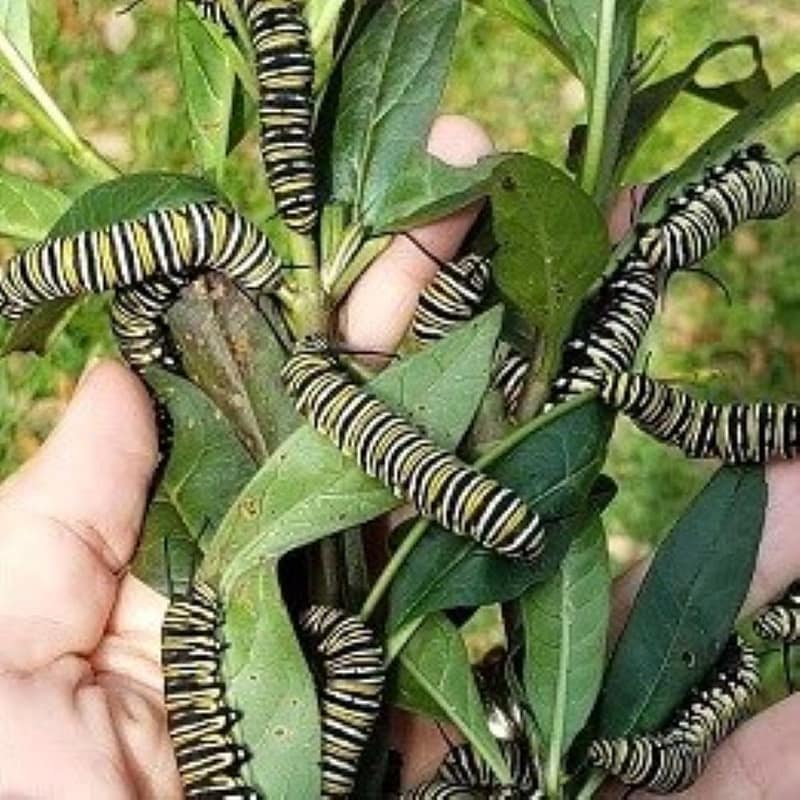A Bunch of Monarch Caterpillars and Leaves in a Hand