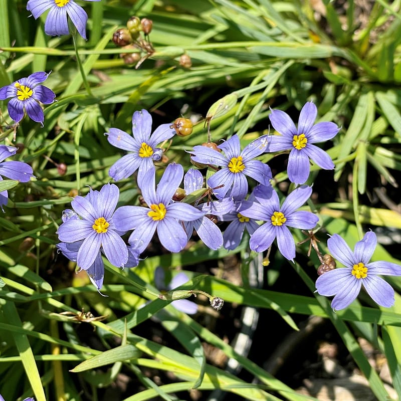 Blue-Eyed Grass, Florida native plant
