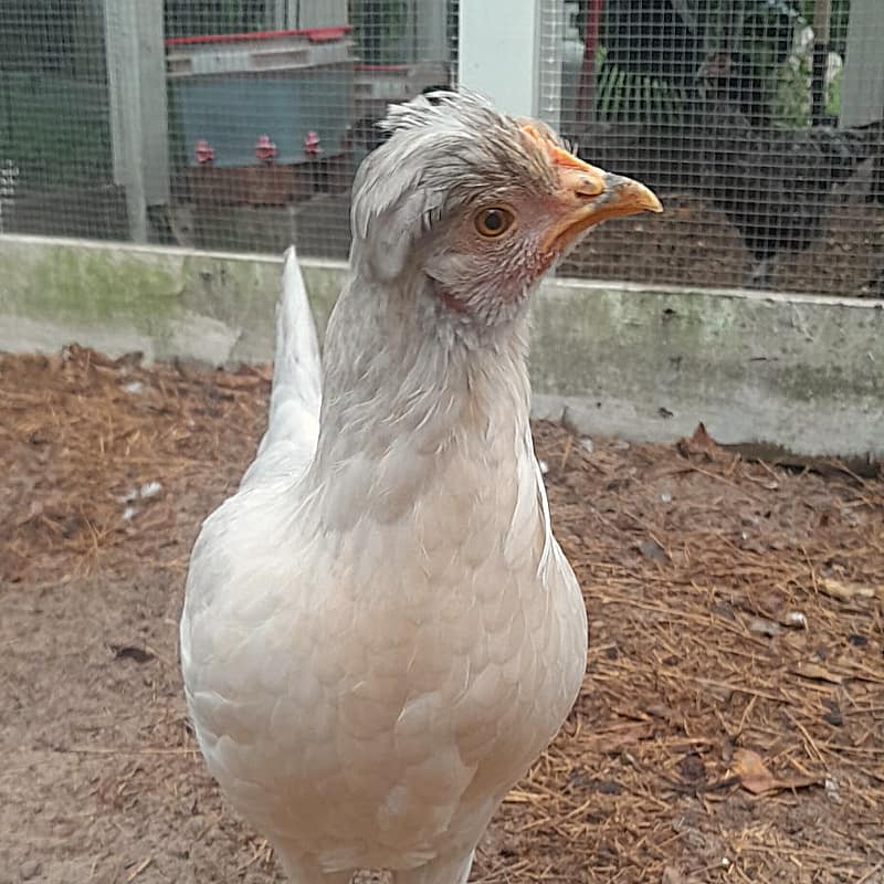 White Chicken Named Henson Boone