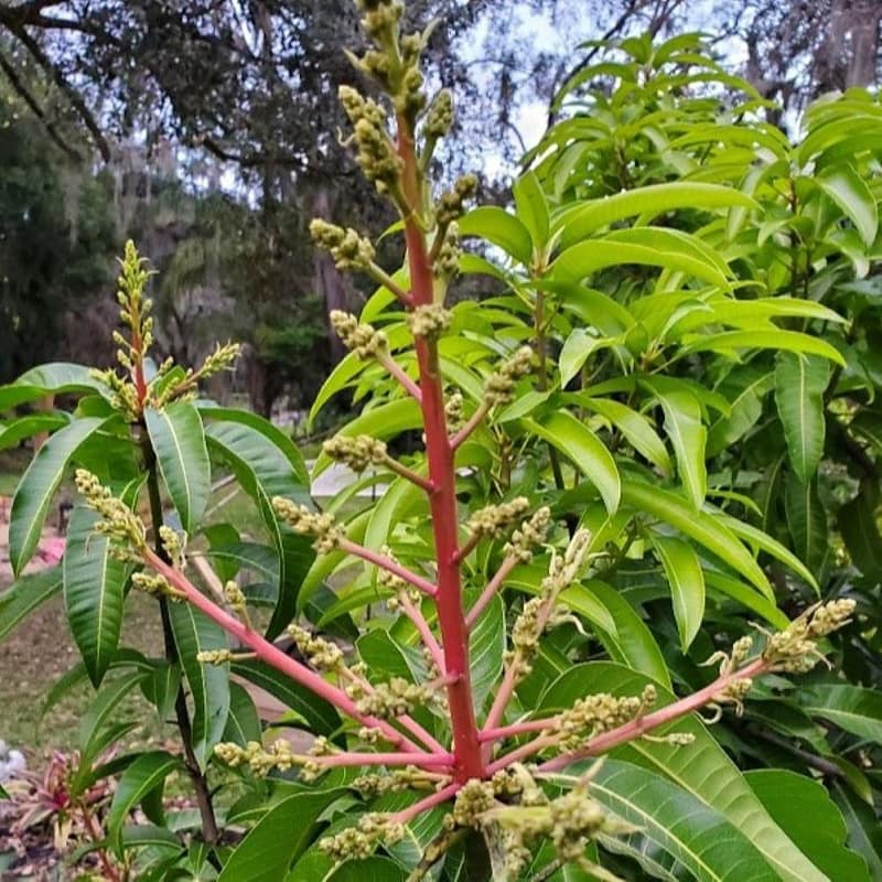 Mango Tree Blooms