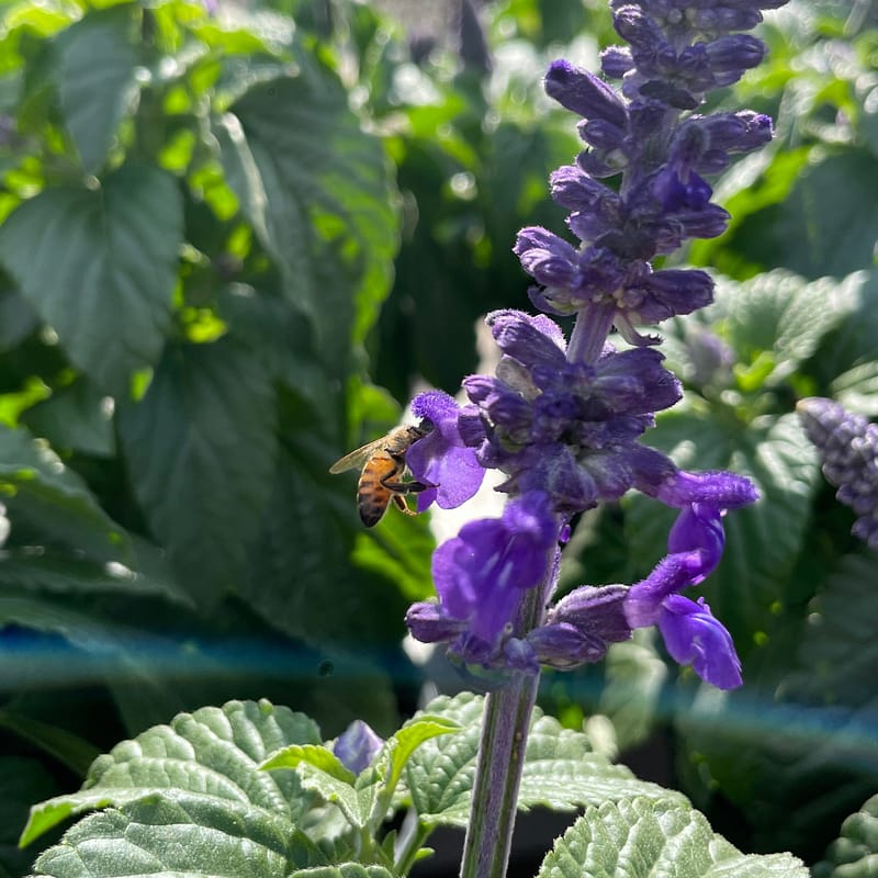 Bee on Purple Salvia Plant