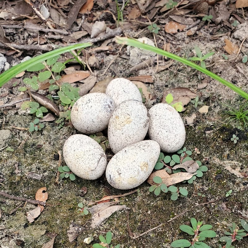 Snake Eggs on the Ground