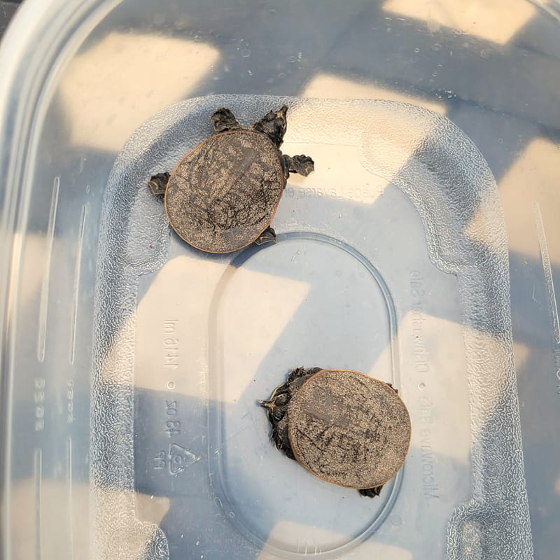 Two Tiny Turtles