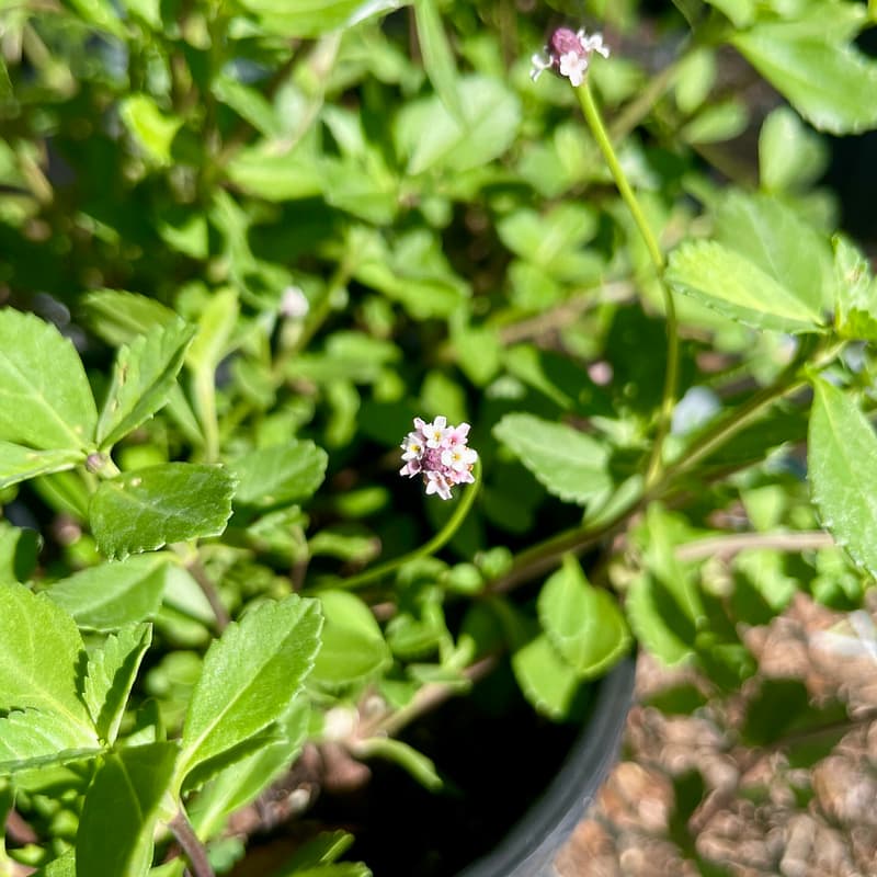 Frogfruit, Florida native flowering plant