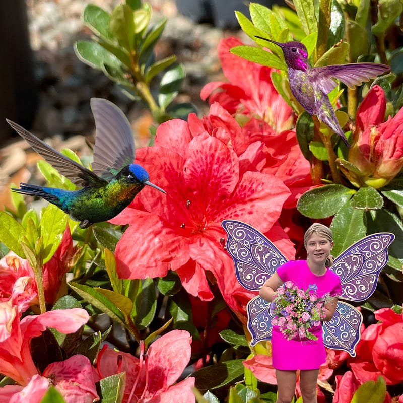 Azalea Shrub with Flowers, Two Hummingbirds, and Girl with Fairy Wings Holding Flowers