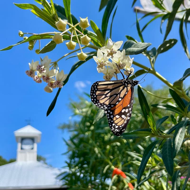 Monarch Butterfly on a Milkweed Tree with Kerby's Nursery Cupola in Background and Blue Sky