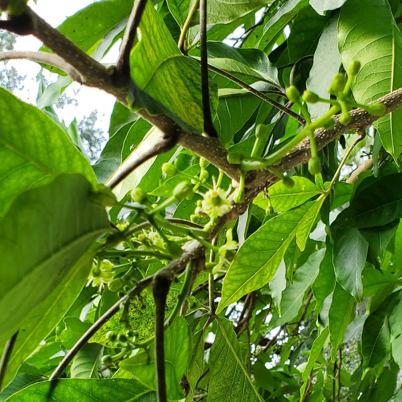 Flowers on White Sapote Fruit Tree