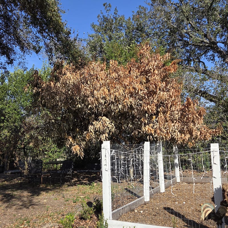 Tree Burnt by Extreme Cold