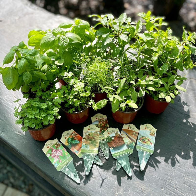 A Variety of Herbs in Pots