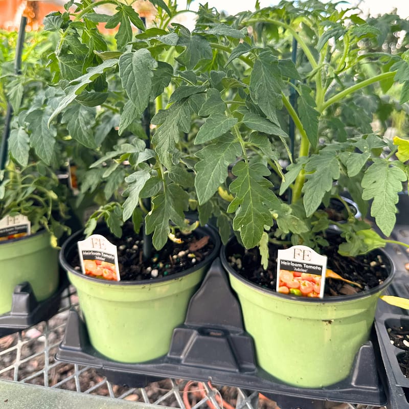 Tomato Plants in Pots