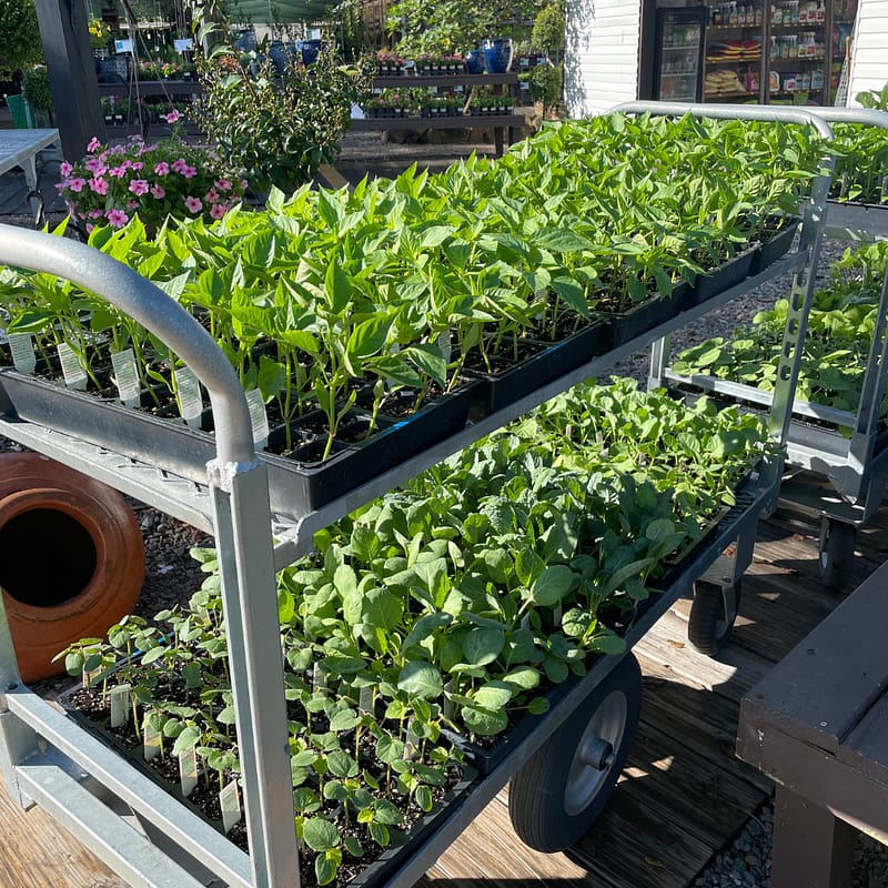 Vegetable Plants on a Cart